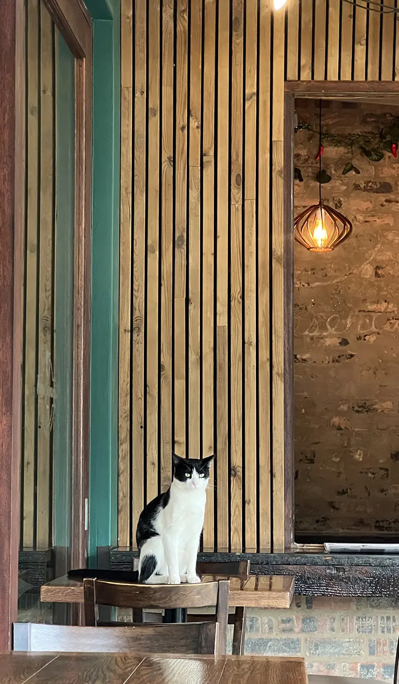 Houdini Cat from Papa Gs